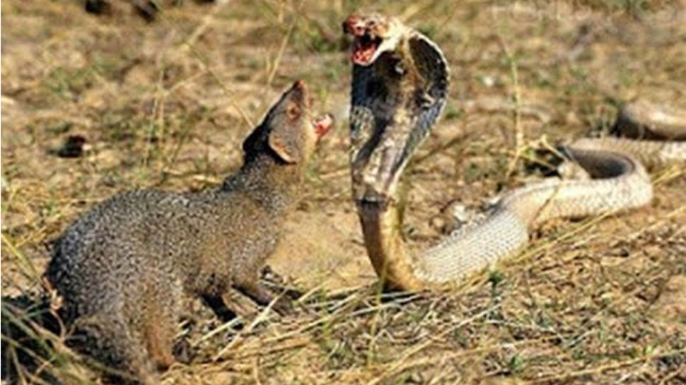 fight between king cobra and mongoose viral on social media watch who will win | Snakes: किंग कोबरा और नेवले के बीच ताबड़तोड़ मुकाबला, वीडियो में देखें कौन पड़ा किस पर भारी? |