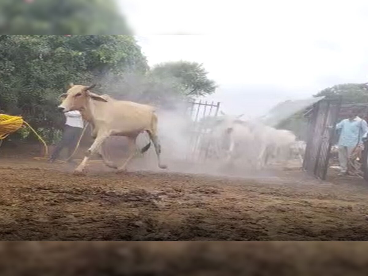 गायों पर हाइपोक्लोराइट का छिड़काव करते गौसेवक