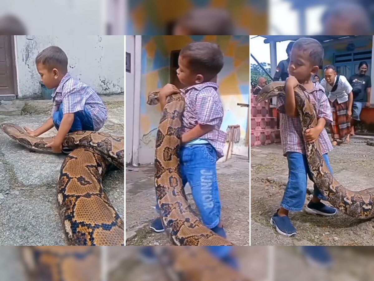 Snakes: बच्चे ने खतरनाक अजगर को अपने हाथों से उठाया, गले लगाया और फिर..., देखें वायरल Video