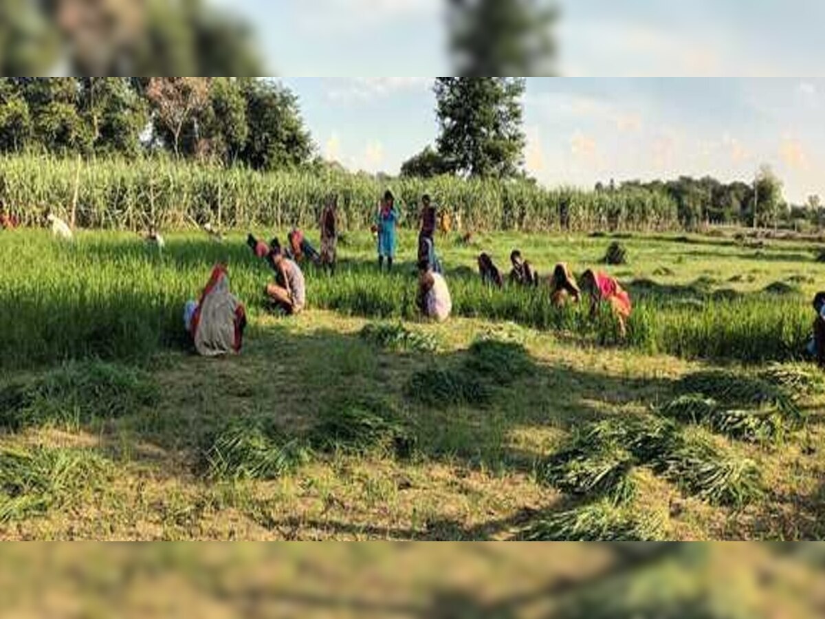 Barabanki: बाराबंकी में अपनी फसल को खुद ही नष्ट कर रहे किसान, वजह जानकर रह जाएंगे हैरान