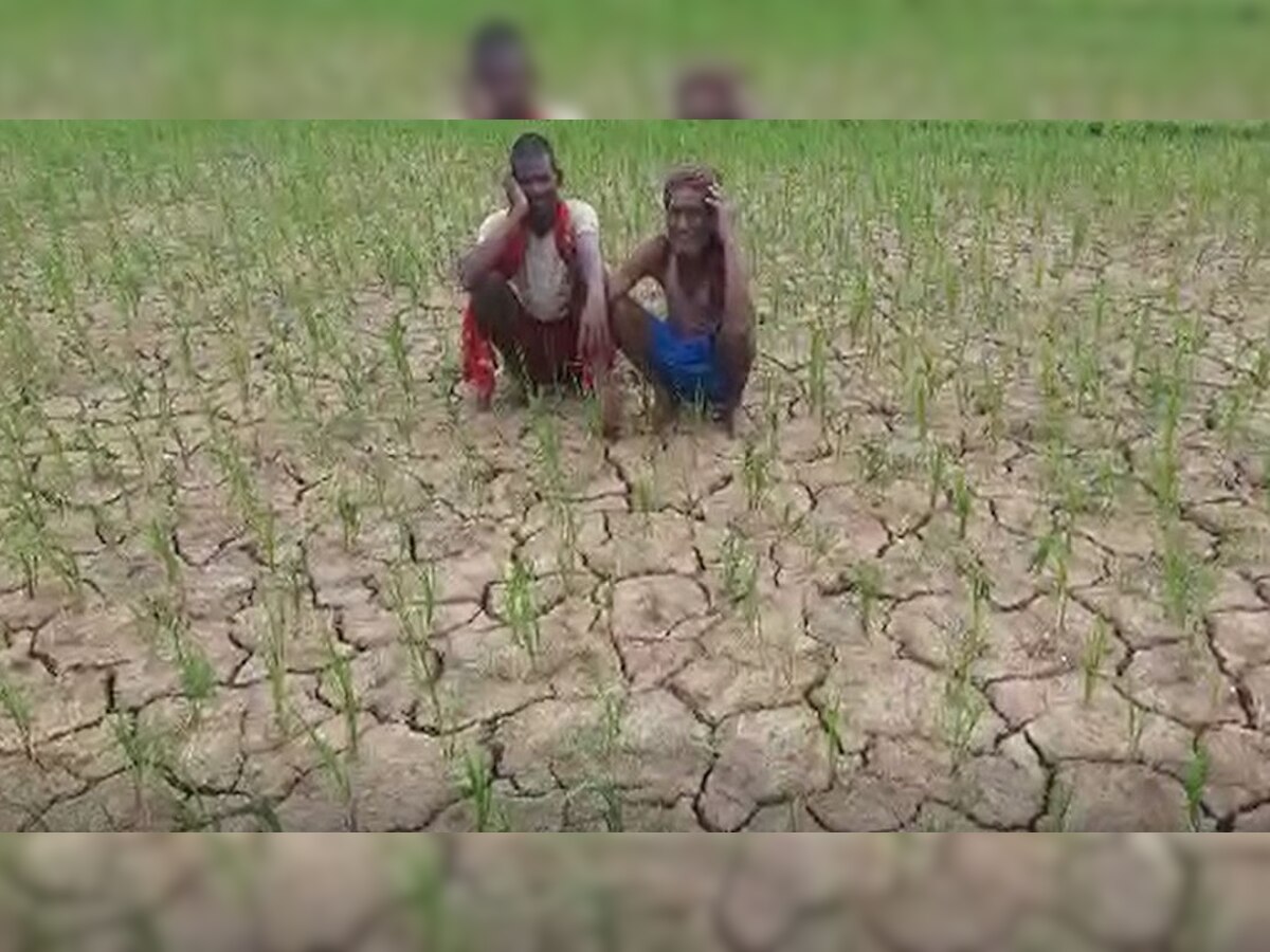 Bihar Monsoon: शेखपुरा में औसत से कम बारिश, महज 57 प्रतिशत हुई धान की रोपनी