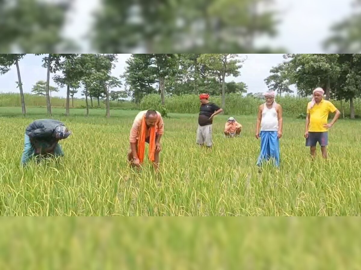 मधेपुरा में बारिश नहीं होने से जिले में सुखाड़ का है आलम, फसल हो रही बर्बाद