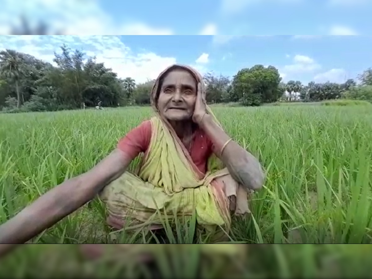 Bihar Monsoon: सहरसा में औसत से कम बारिश, धान की फसलों को रहा भारी नुकसान