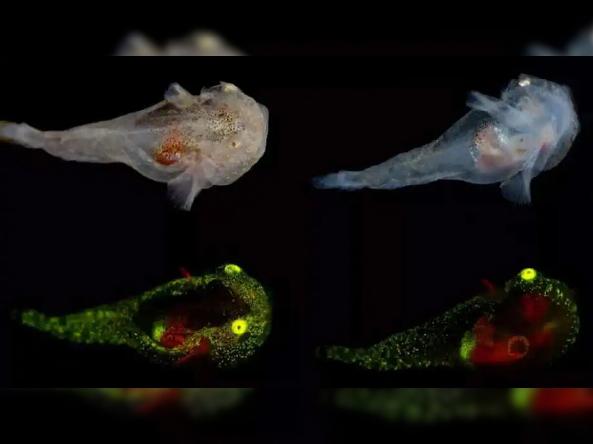 Alien Fish: समंदर में दिखी एलियन जैसी मछली, रेडियम जैसी चमकीली आंखों ने वैज्ञानिकों को किया दंग