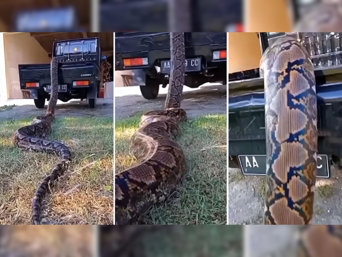Snake Video: इस खतरनाक अजगर का वीडियो देख उड़ जाएंगे होश, कैमरे में कैद हुआ भयानक मंजर!
