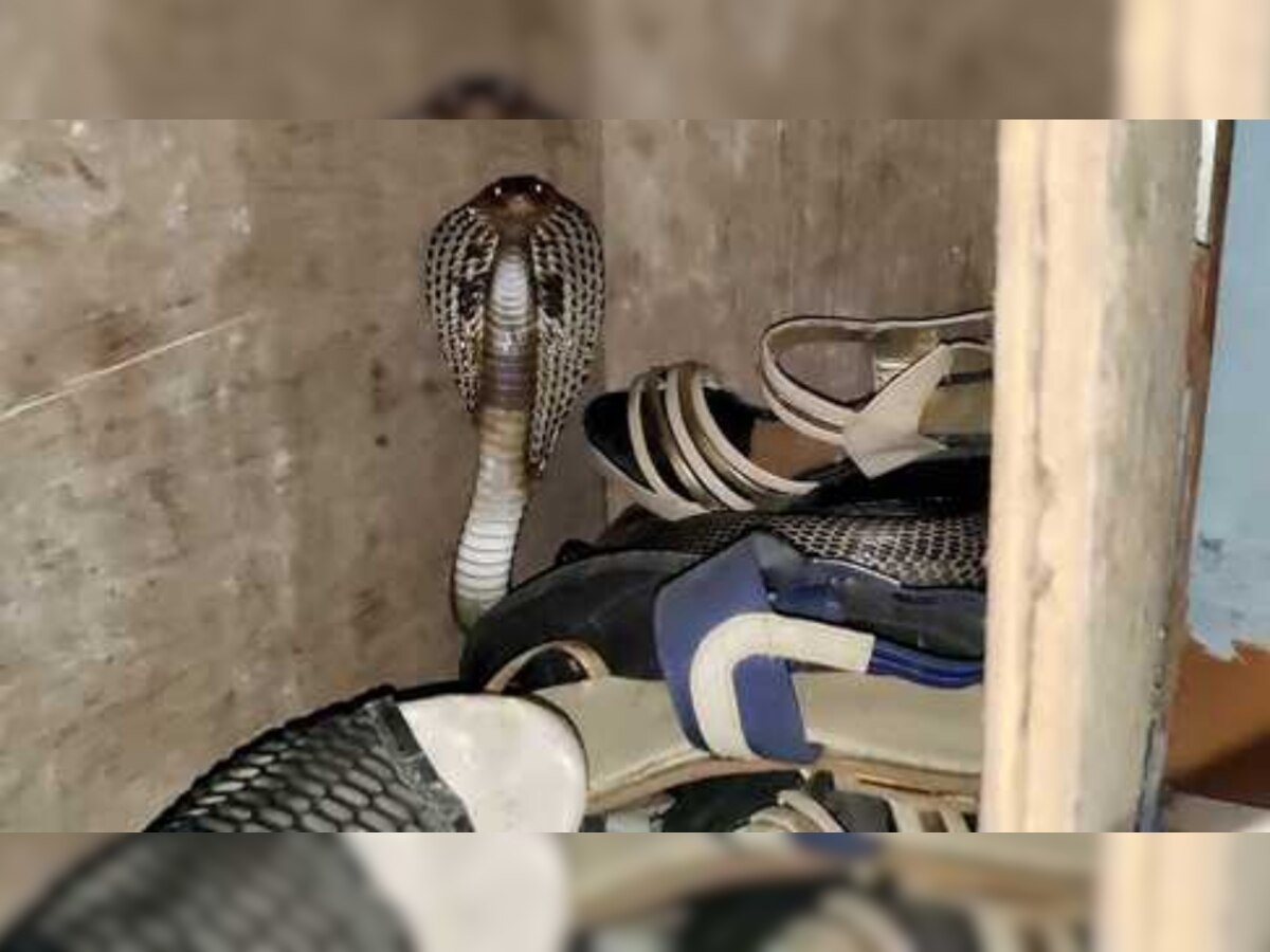 Dangerous Black Cobra: जूते के रैक में छुपा बैठा था खतरनाक कोबरा, पालतू बिल्ली ने ऐसे बचाई घरवालों की जान