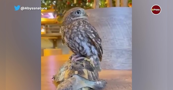 An Owl Takes A Ride On A Turtle While It Enjoys The Pleasant View ...
