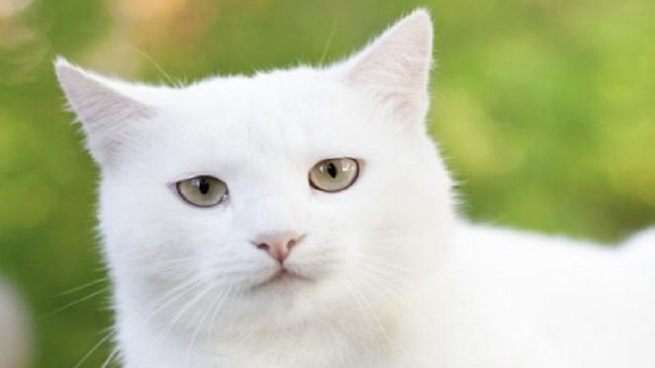 सफेद बिल्ली ने क्या आपके भी घर में जमाए रखा है डेरा? जल्द करें ये उपाय