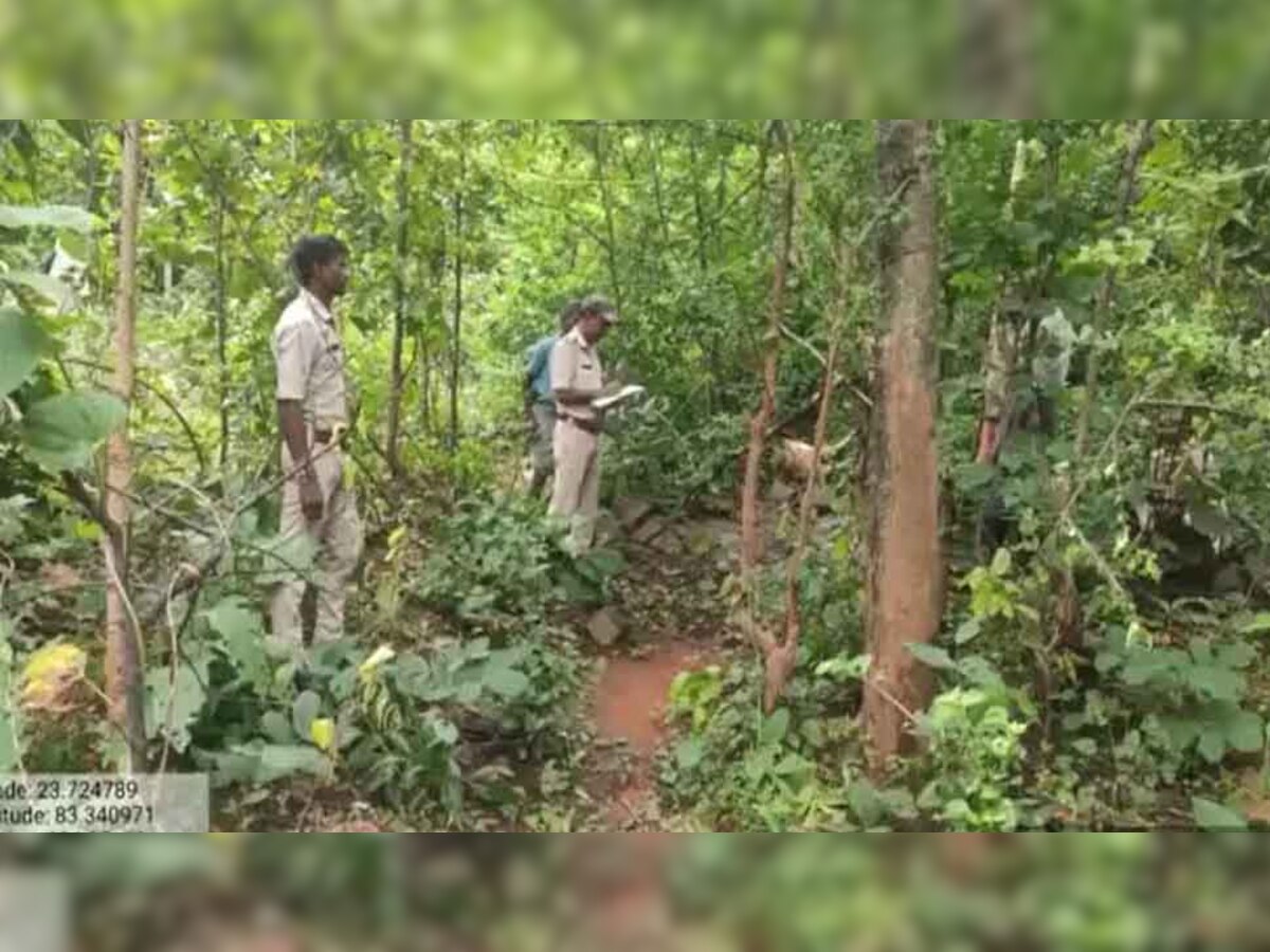 बाघ ने जंगल में 6 पालतू मवेशियों का किया शिकार, ग्रामीणों में दहशत