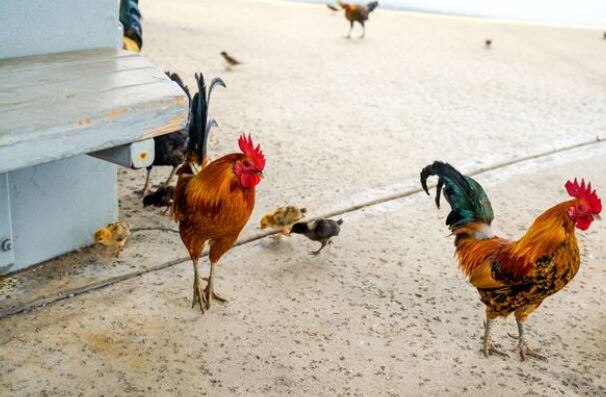 अमेरिकी द्वीप पर दौड़ रहीं हजारों जंगली मुर्गियां, लोग हुए परेशान
