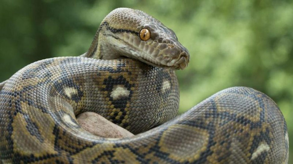 man clicking selfie with dangerous python snake on camera viral ...