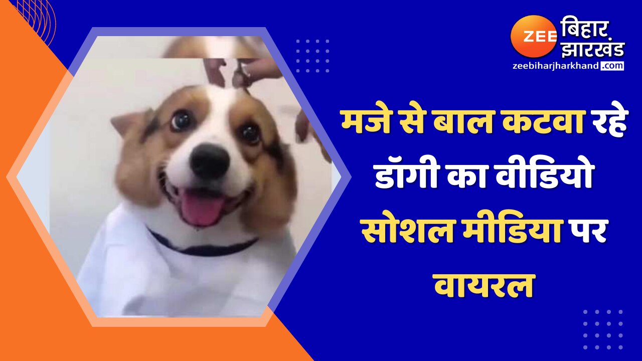 dog haircut video very patiently मजे से बाल कटवा रहे डॉगी का वीडियो