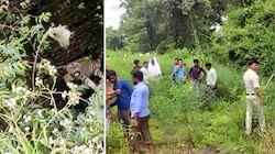खेत में पहुंचा क‍िसान तो रह गया दंग, कुएं से सुनाई दी बाघ के दहाड़ने की आवाज   
