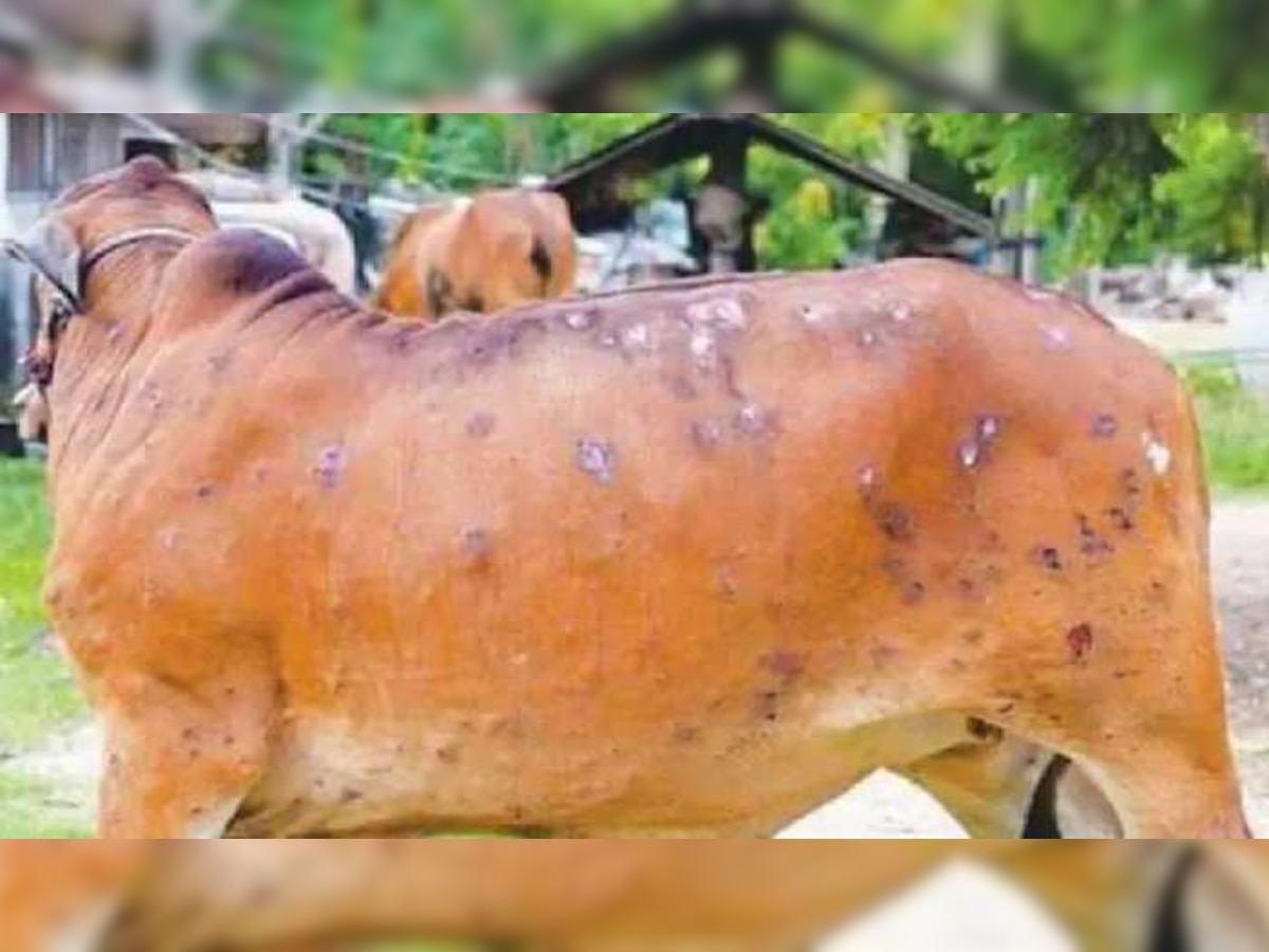 Lumpy Skin Disease: यूपी में तेजी से फैला लंपी वायरस, अलर्ट मोड पर हैं सभी जिले, उत्तराखंड में भी हो रही दुधारू पशुओं की मौत