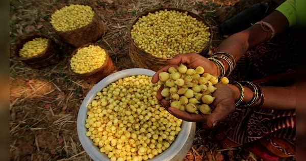 Benefits of Mahua: ଆପଣଙ୍କ ଚେହେରାକୁ ଚମକାଇବ ଏହି 'ବଦନାମ ଫଳ', ଦରଜରୁ ବି ଦେବ ...