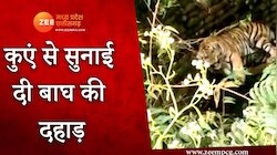 क‍िसान ने कुएं में झांका तो रह गया सन्‍न, सुनाई दी बाघ की दहाड़ 