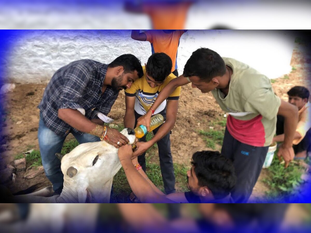 भोपालगढ़ में युवाओं ने बीमार गोवंश की सेवा का उठाया बीड़ा, लंपी से ग्रस्त गायों की कर रहे देखभाल 