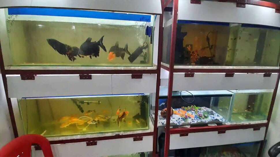 best place for aquarium in house feng shui aquariums benefits
