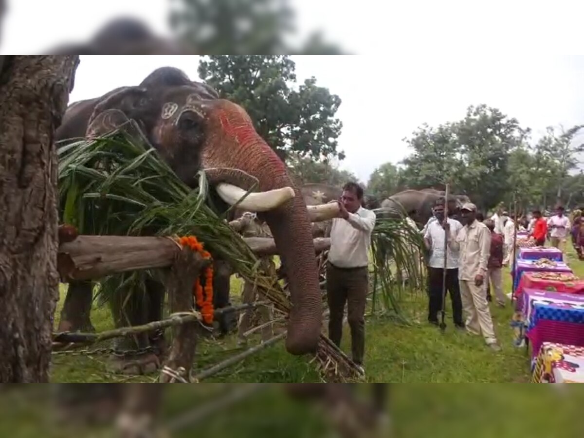 Haathi Mahotsav: बांधवगढ़ में होता अनोखा हाथी महोत्सव, 7 दिन तक रहती है हाथियों की मौज