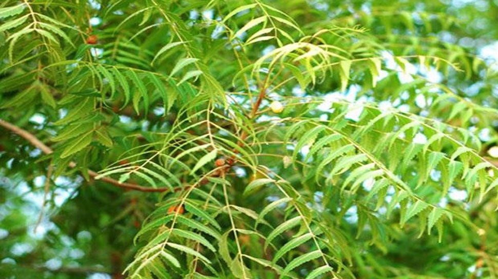 Neem Leaves Benefits Neem can control diabetes and also helps in