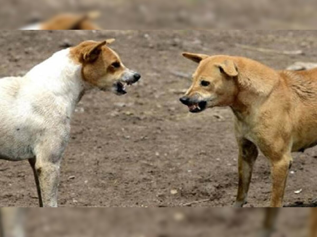 Bihar News: तीन साल की मासूम को कुत्तों ने बीच सड़क पर नोच-नोच कर मार डाला, बिस्कुट खरीदने निकली थी बच्ची