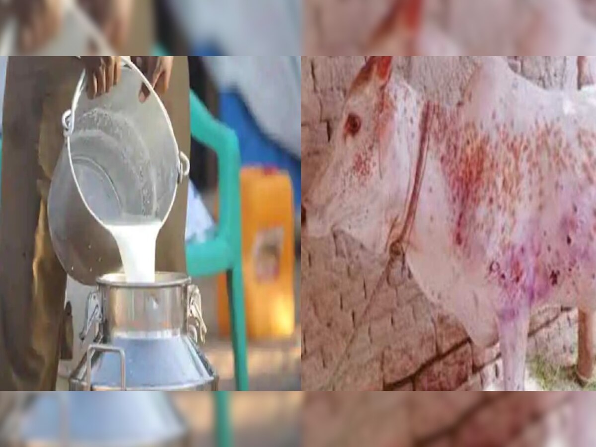 पंजाब में लंपी वायरस का दूध उत्पादन पर पड़ रहा बुरा असर, जानें ताजा अपडेट