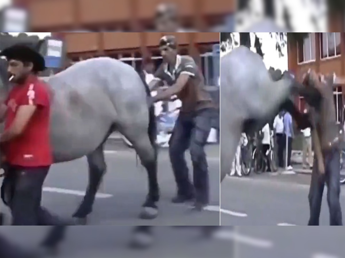 Funny Video: घोड़े से मजाक करना पड़ गया भारी, ऐसे घुमाकर मारी लात और फिर...