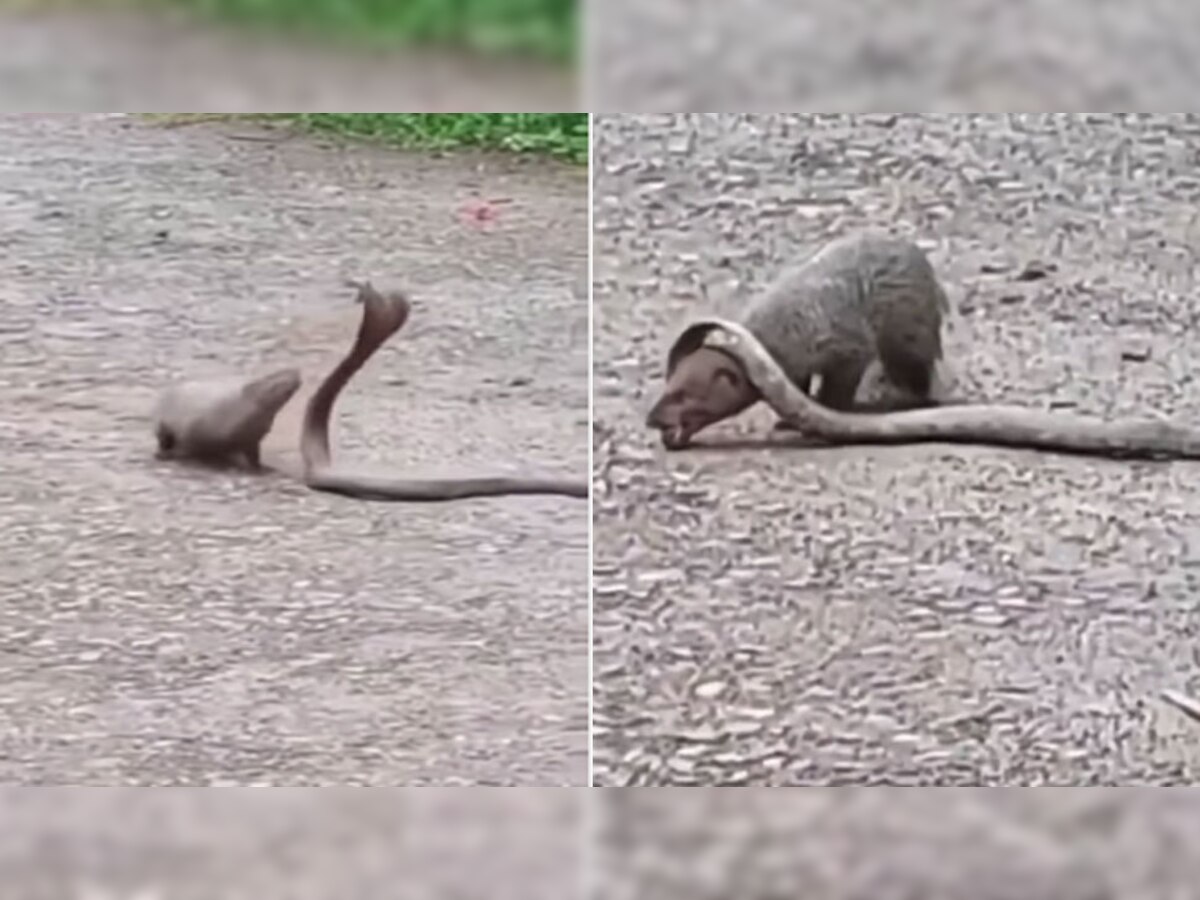 King Cobra: लोगों ने कोबरा और नेवले के बीच देखा जोरदार मुकाबला, देखें हैरान कर देने वाला Video