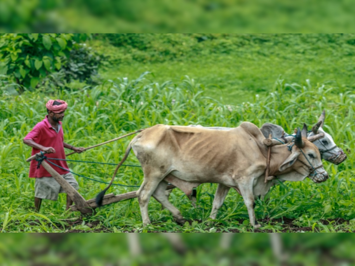 पशु किसान क्रेडिट कार्ड स्कीम