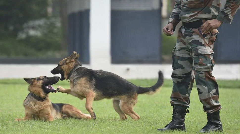 These Dogs Have An Important Role In The Indian Army, You Will Also ...