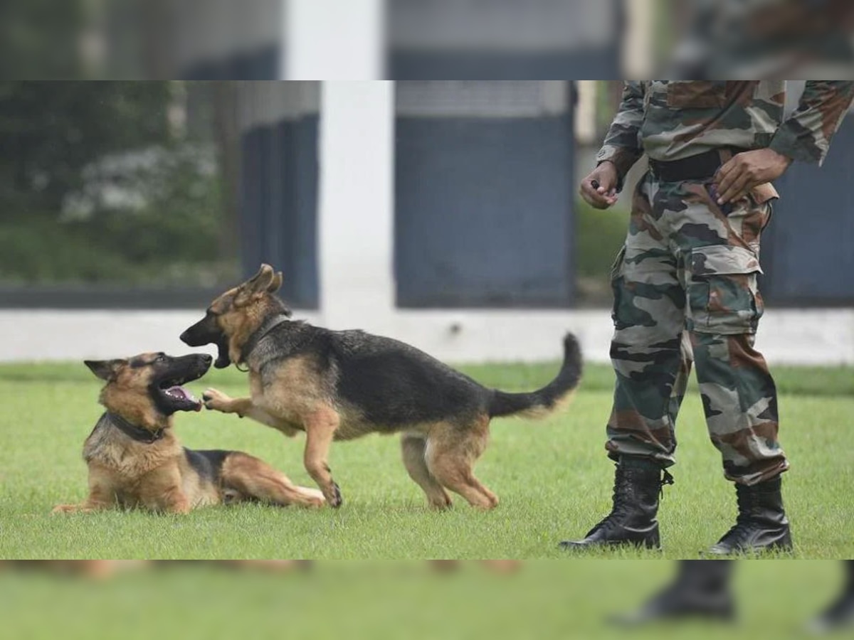 Special Dogs: सेना में इन डॉग्स की है अहम भूमिका, कुत्तों की जाबांजी देख आप भी करेंगे तारीफ