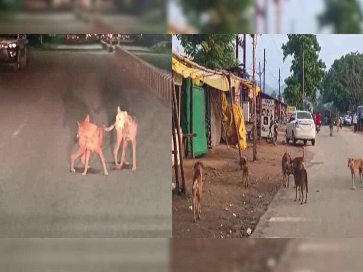 बीजापुर में कुत्तों का आतंक, 8 महीने में 253 लोगों पर किया हमला 