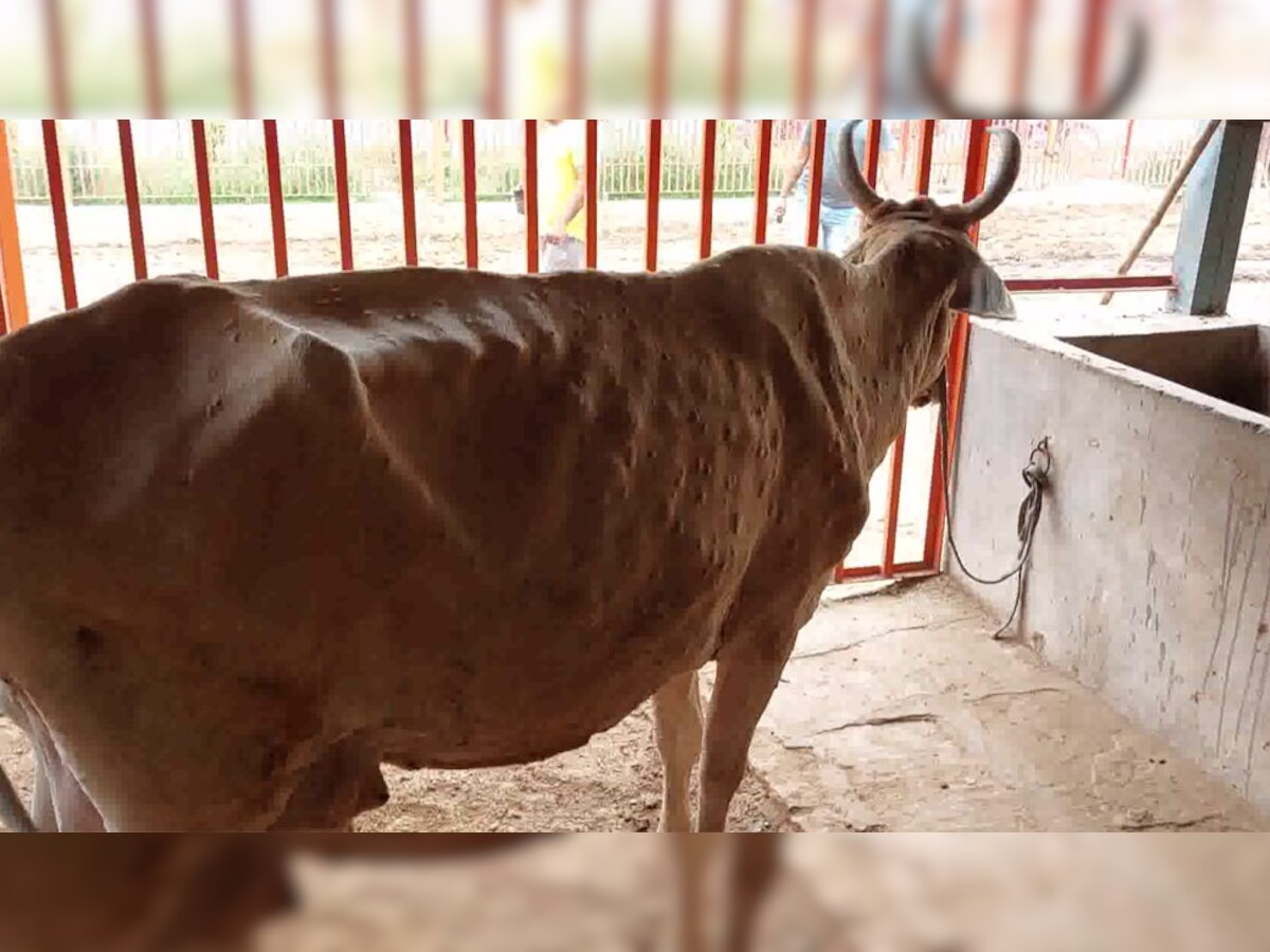 गुड़ामालानी: गायों को बचाने के लिए अनूठी पहल, संक्रमित गोवंशों को खिलाए जा रहे औषधीय लड्डू 