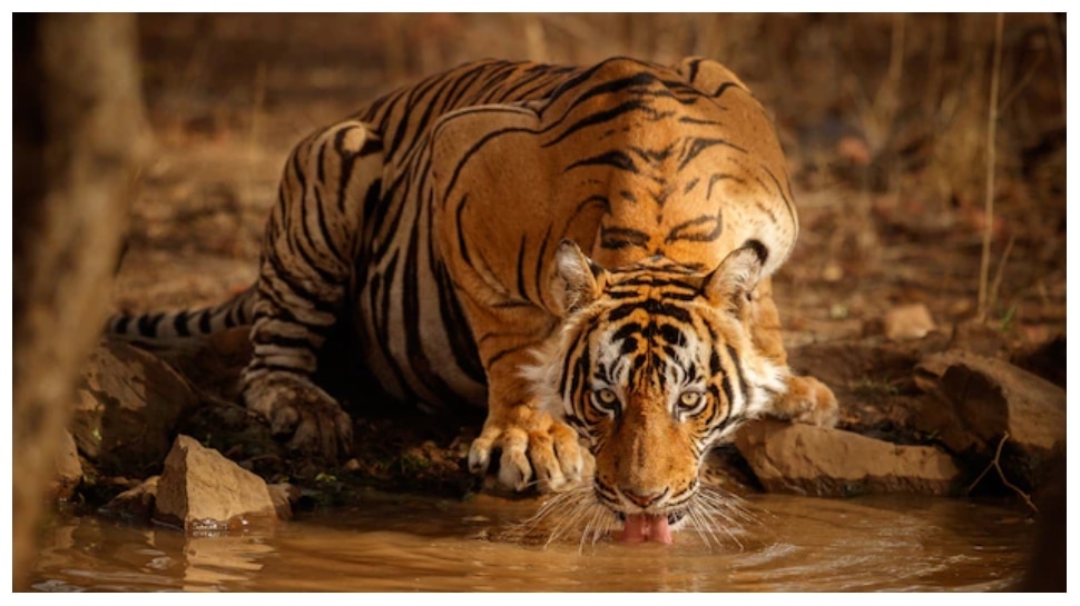 best-zoo-in-india-to-visit-for-animal-lovers-zoo-in-india