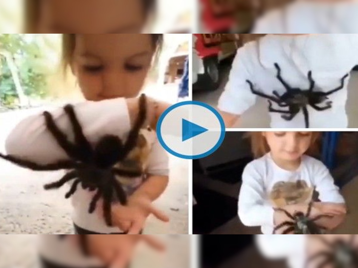 Viral Video: बड़ी-बड़ी टांगों वाली डरावनी मकड़ियों के साथ बच्ची,  हैरान कर देने वाला वीडियो वायरल, यहां देखें