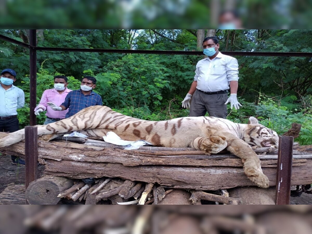 भारत-रूस दोस्ती के प्रतीक मैत्री बाग में दुखद घटना, सफेद शेर 'किशन' की मौत