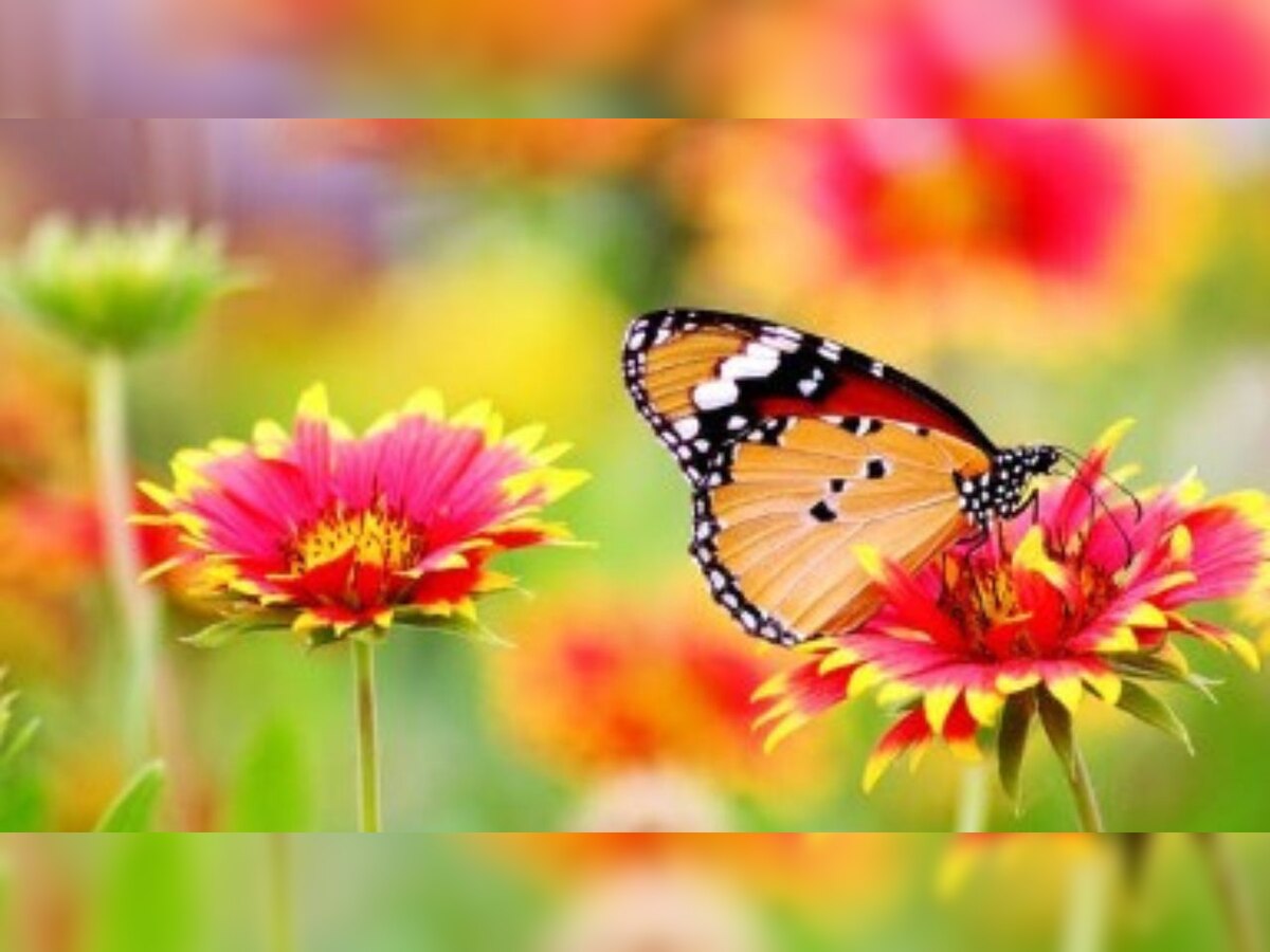 Why are flowers colorful what is behind it flower coloration