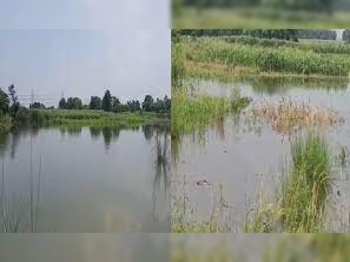 Bihar Flood: लखीसराय में गंगा और हरिहर उफान पर, डीएम ने किया कई गांवो का दौरा 