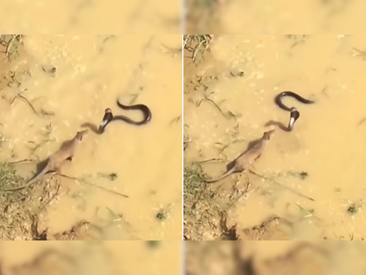 Snake Fight: जब दलदल के अंदर ही कोबरा ने नेवले पर बोल दिया धावा, देखें किसने किसे धूल चटाई?