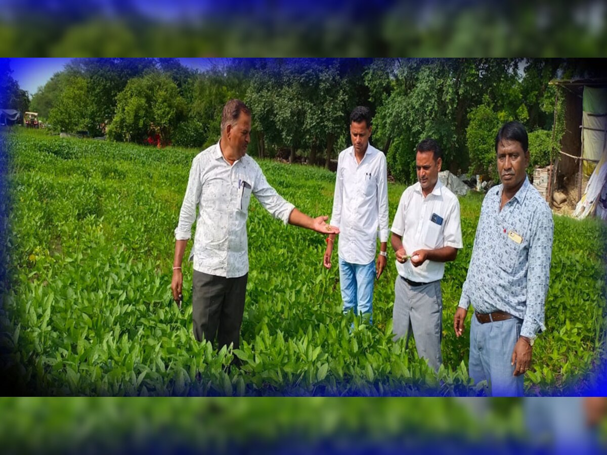 कोटा में फसलों में रोग प्रकोप की जांच करने खेतो में पहुंचे अधिकारी, किसानों को दी ये जानकारी