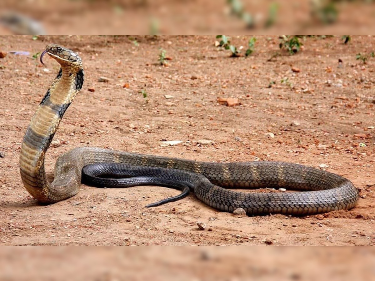 King Cobra: नाके पर कार रुकी तो चुपके से अंदर घुस गया सांप, 200 किमी का किया सफर; फिर...