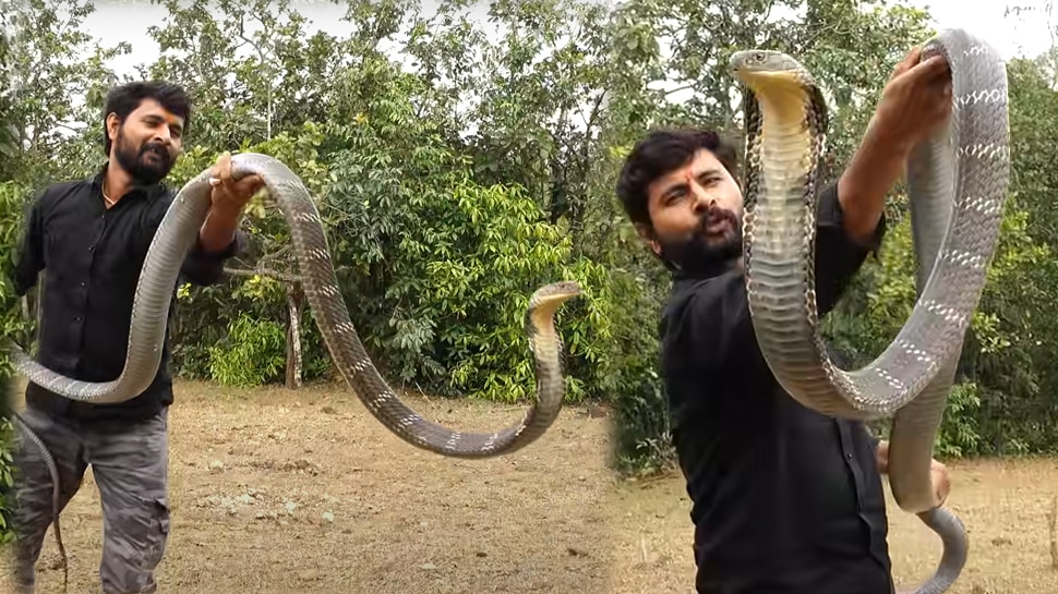 king-cobra-attack-on-a-man-who-is-playing-with-snake-people-shocking