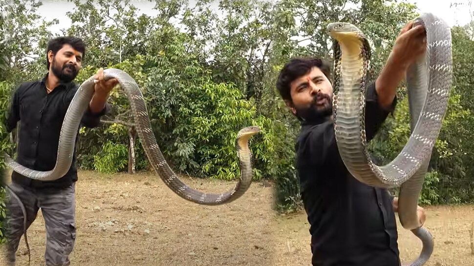 King Cobra Attack On A Man Who Is Playing With Snake People Shocking 