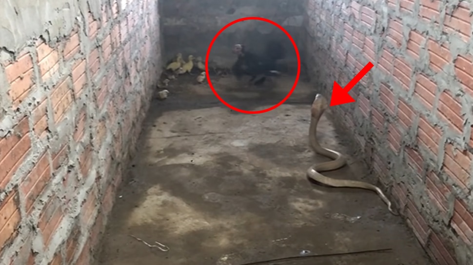 King Cobra चुपके से आया और कर दिया मुर्गी पर हमला, फिर जो हुआ उसे देखकर खड़े हो जाएंगे रोंगटे