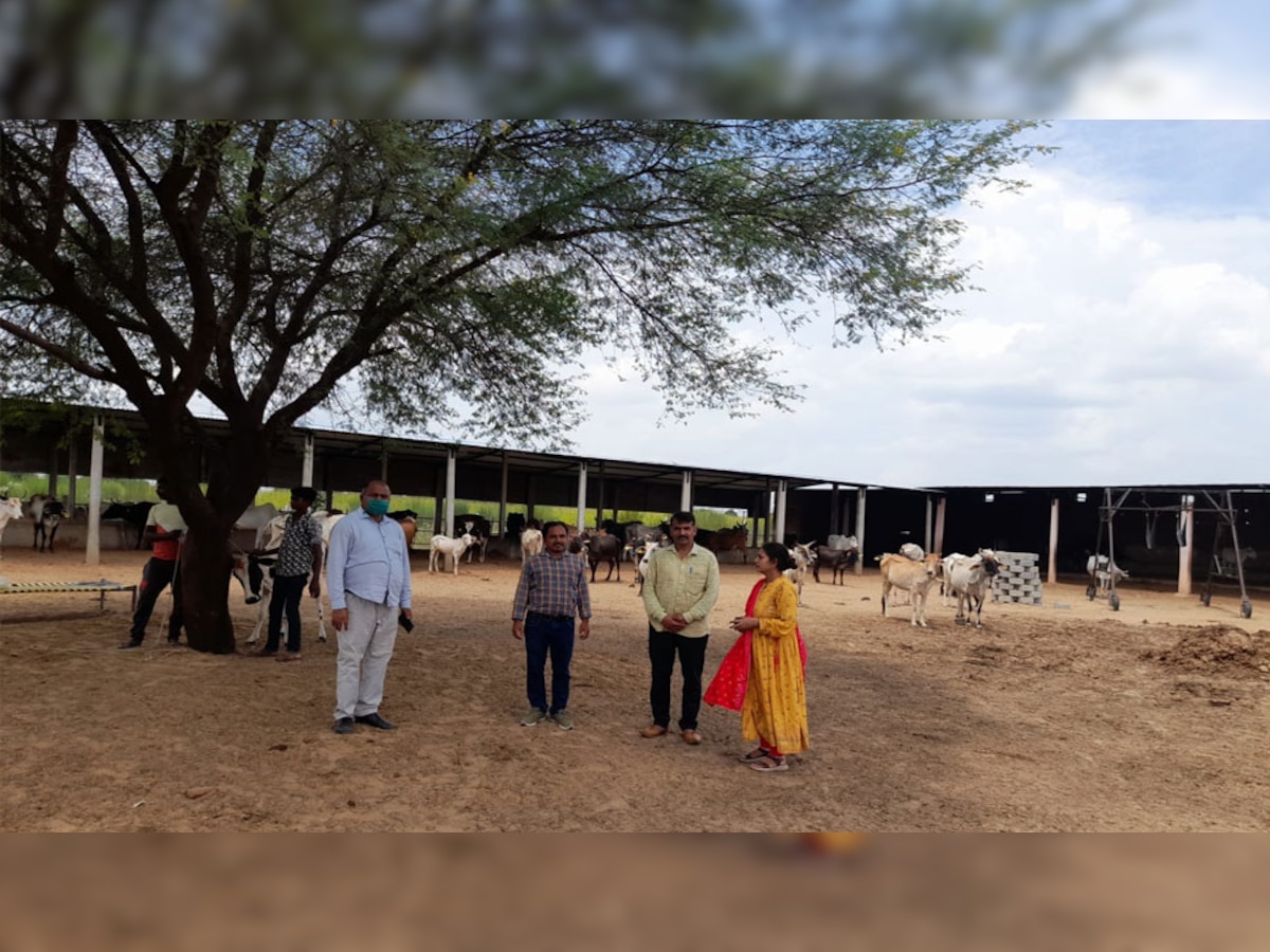 फुलेरा के रेनवाल में लंपी संक्रमण का कहर, पशु चिकित्सा विभाग बना मूकदर्शक 