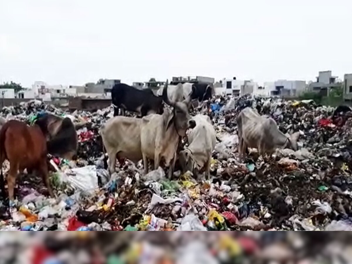 पाली: खुले में डाला जा रहा कचरा, प्लास्टिक थैलियां खा रहे हैं जानवर