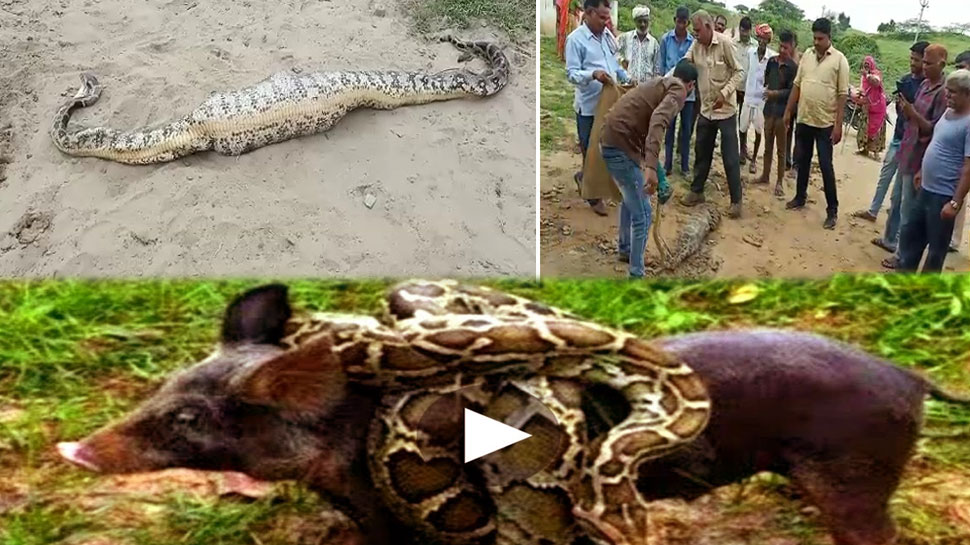 Python attack on wild boar it licked in 5 minutes and then it became difficult to move see VIDEO