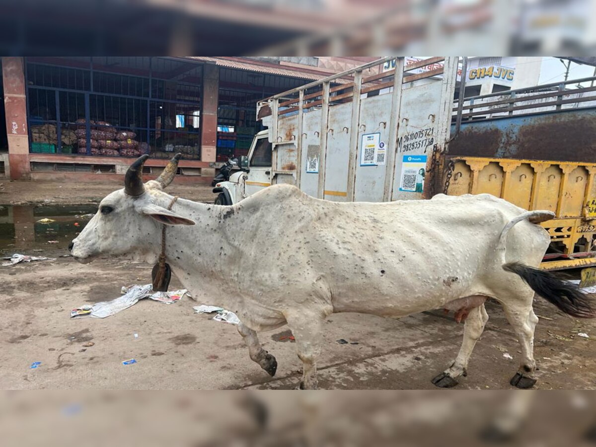 Jaipur: फल सब्जी थोक विक्रेता संघ की मांग, लंपी वायरस से ग्रसत गायों का हो उचित इलाज