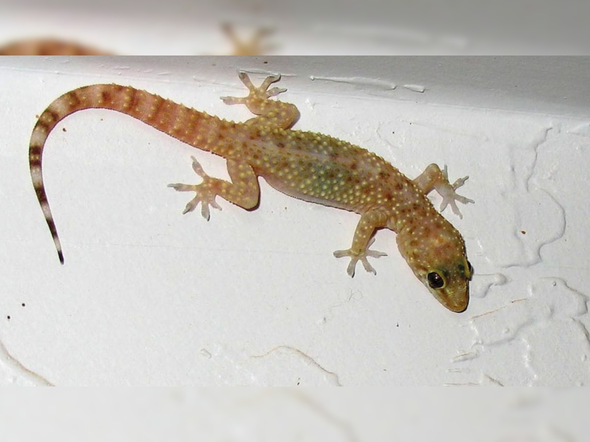 Lizard: अपनी मुद्राओं से आपका भविष्य बता देती है छिपकली, जानें कैसे देती है वो विभिन्न संकेत