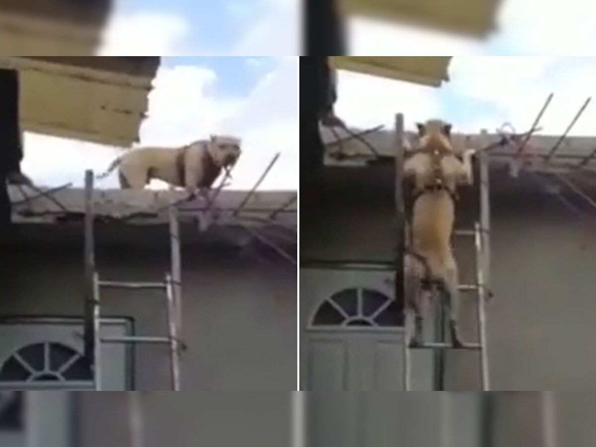 Trending Video: कुत्ते की स्मार्टनेस देख लोगों का हंसते-हंसते हुआ बुरा हाल, दिए मजेदार रिएक्शंस